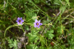 Sisyrinchium scabrum