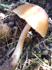 Conocybe