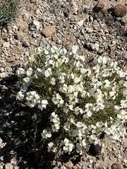 Zinnia acerosa