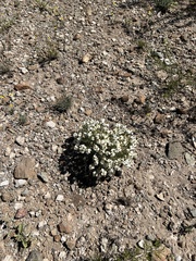 Zinnia acerosa