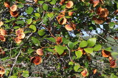 Paliurus spina-christi