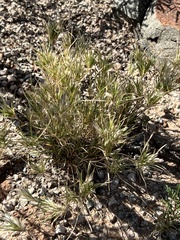 Dasyochloa pulchella