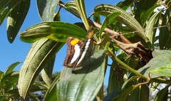 Adelpha serpa