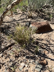 Dasyochloa pulchella