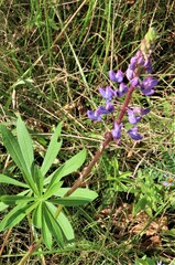 Lupinus polyphyllus