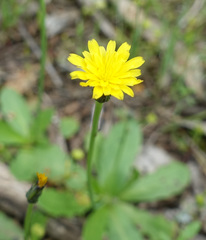 Hypochaeris glabra