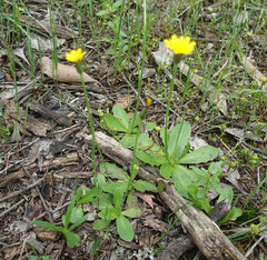 Hypochaeris glabra