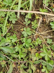 Potentilla reptans