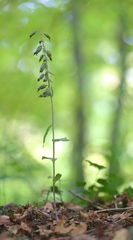Epipactis microphylla