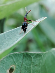 Cylas formicarius