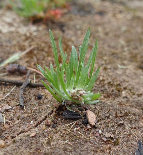 Image of Tiny Cudweed (Gnaphalium indutum) by (c) yatesy, some rights reserved (CC BY)