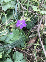 Geranium pyrenaicum