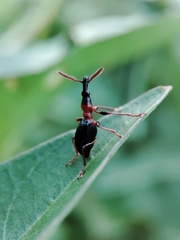 Cylas formicarius