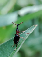 Cylas formicarius
