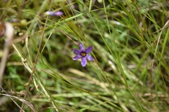 Sisyrinchium scabrum