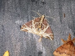 Ecliptopera rectilinea