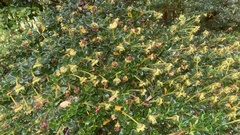 Escallonia myrtilloides
