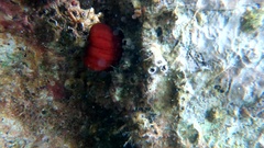 Actinia mediterranea