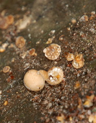 Nidularia deformis