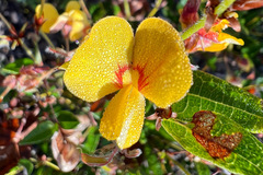 Platylobium parviflorum