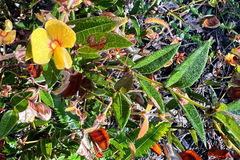 Platylobium parviflorum
