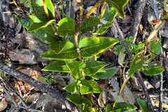 Platylobium parviflorum