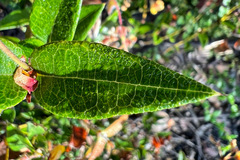 Platylobium parviflorum