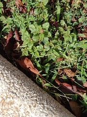 Amaranthus deflexus