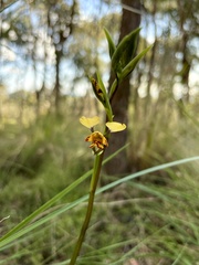 Diuris