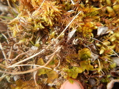 Bryocaulon divergens