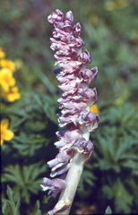 Lathraea squamaria