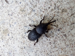 Scyphophorus acupunctatus