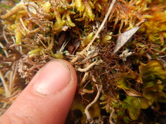 Bryocaulon divergens