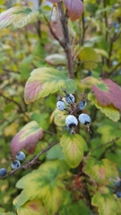 Ribes sanguineum
