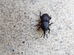 Scyphophorus acupunctatus