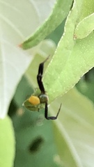 Misumenoides