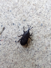 Scyphophorus acupunctatus