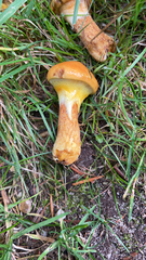 Suillus grevillei