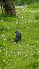 Ptilonorhynchus violaceus