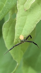 Misumenoides
