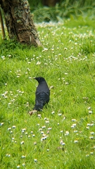 Ptilonorhynchus violaceus