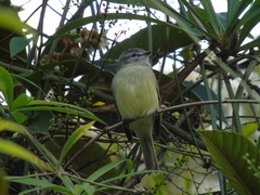 Phyllomyias fasciatus