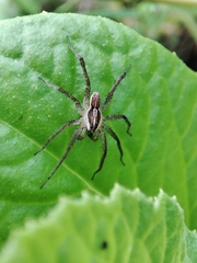 Pardosa pseudoannulata