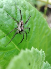 Pardosa pseudoannulata
