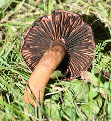 Chroogomphus vinicolor