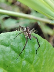 Pardosa pseudoannulata