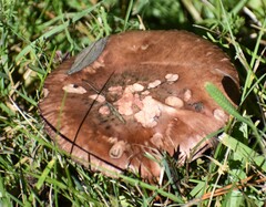 Chroogomphus vinicolor