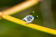 Maratus speciosus