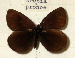 Erebia pronoe