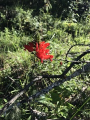 Lamourouxia multifida